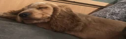 Cocker Spaniel dogs for sale: KC REGISTERED Show cocker spaniel health tested  - Advert 1