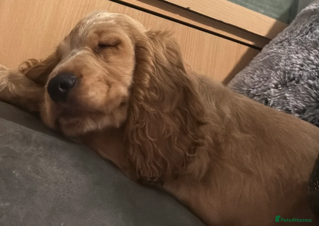Cocker Spaniel dogs for sale: KC REGISTERED Show cocker spaniel health tested  - Advert 1