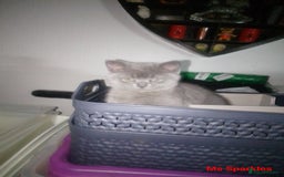 British Shorthair cats for sale: 1 blue BSH girl left for sale  in Burnley - Image 2