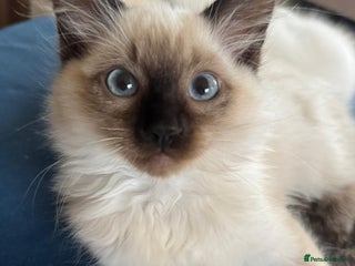 Ragdoll cats - Advert 5