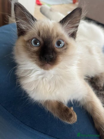 Ragdoll cats - Advert 2