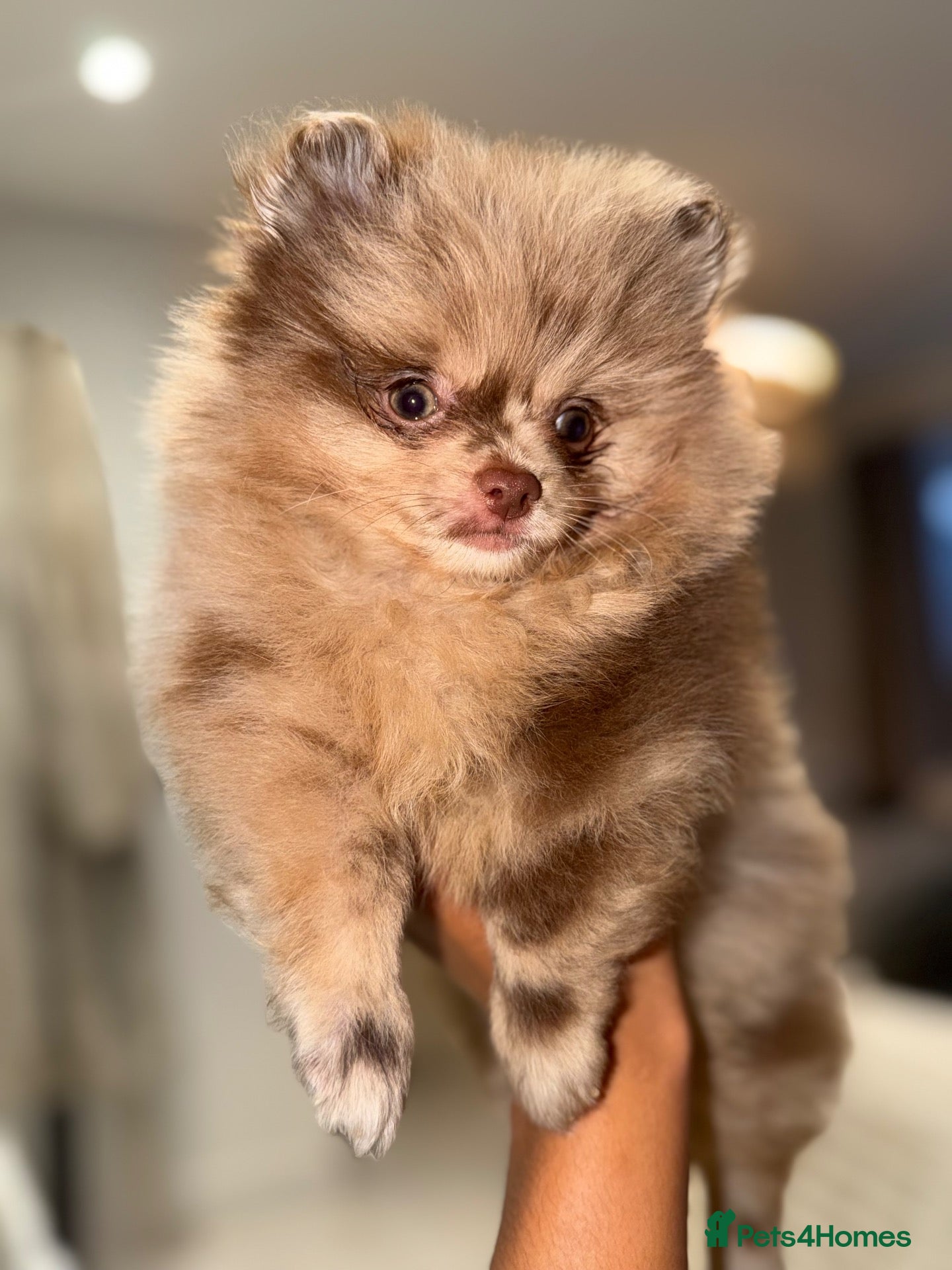 Pomeranian dogs Chocolate Merle Babies - READY 💙💖 - Advert 2