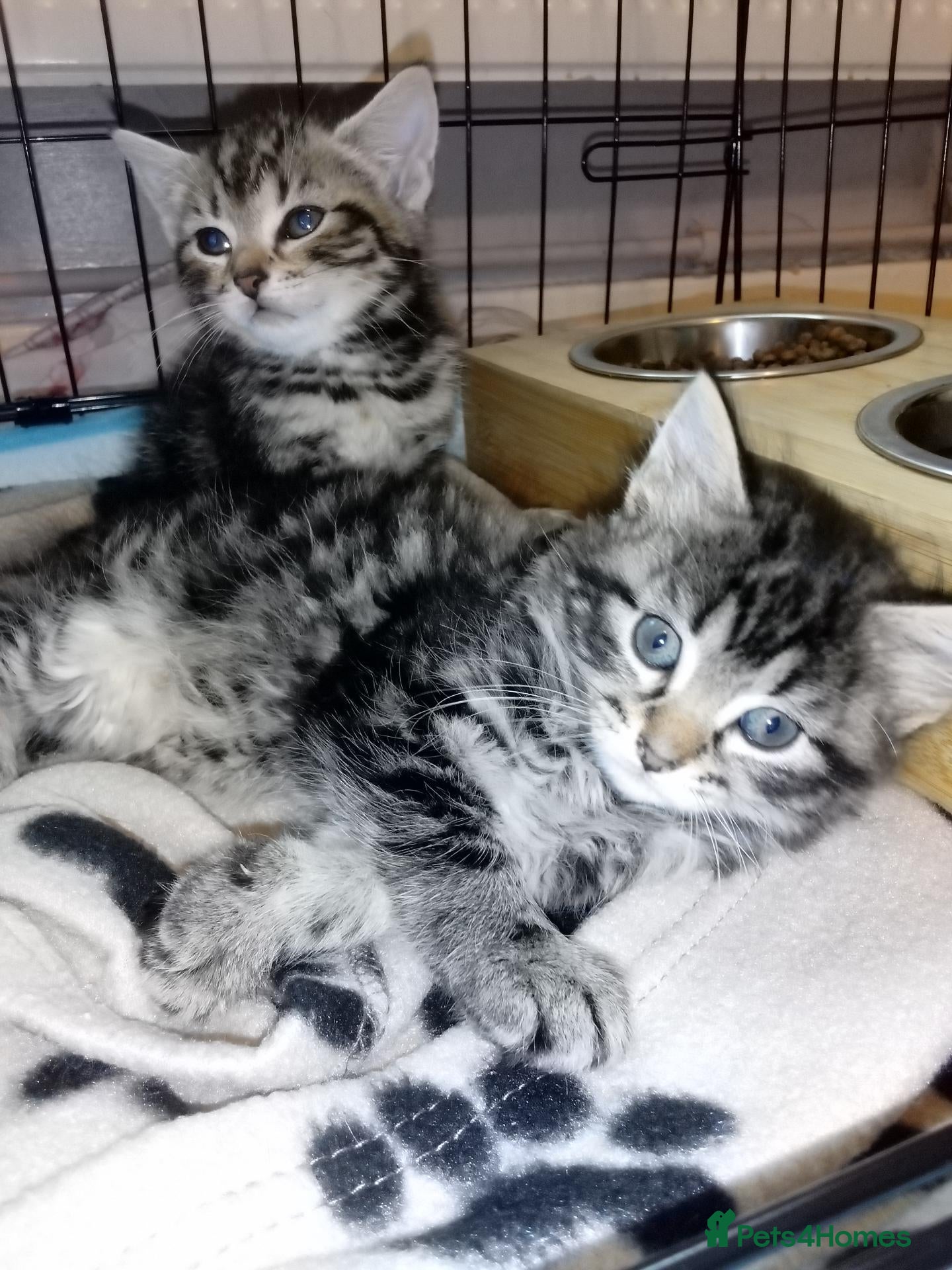 Mixed Breed cats 5 Fluffy Ragdoll x Tabby kittens  - Advert 5