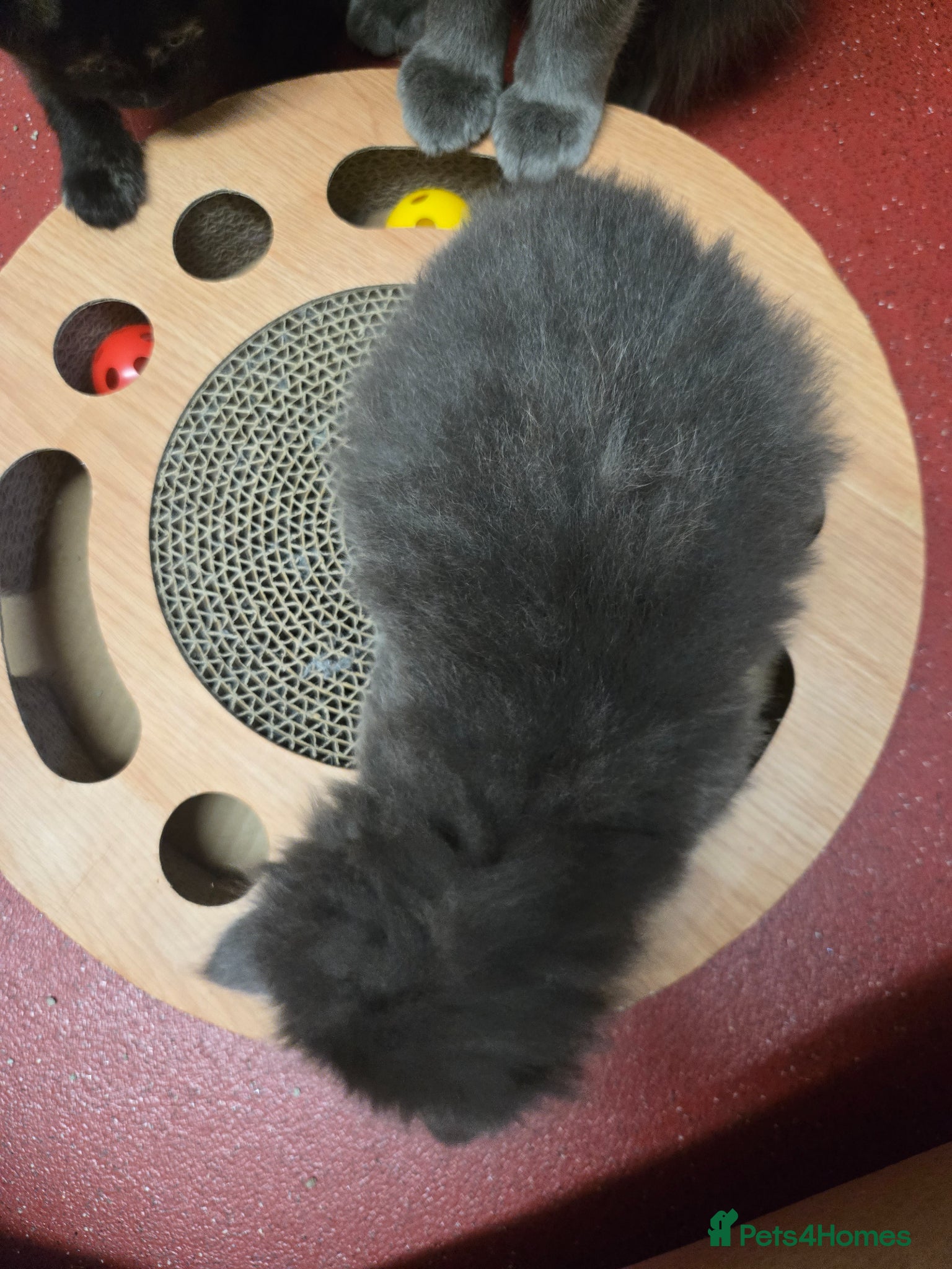 Mixed Breed cats for sale: Gorgeous kittens in Petersfield - Advert 7