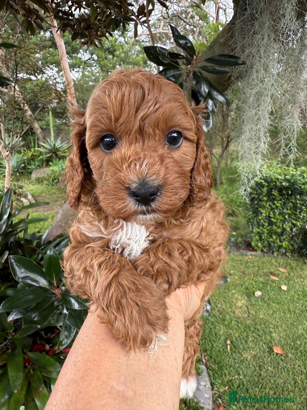 Toy Poodle dogs for sale: Toy poodles need a forever homes - Advert 5