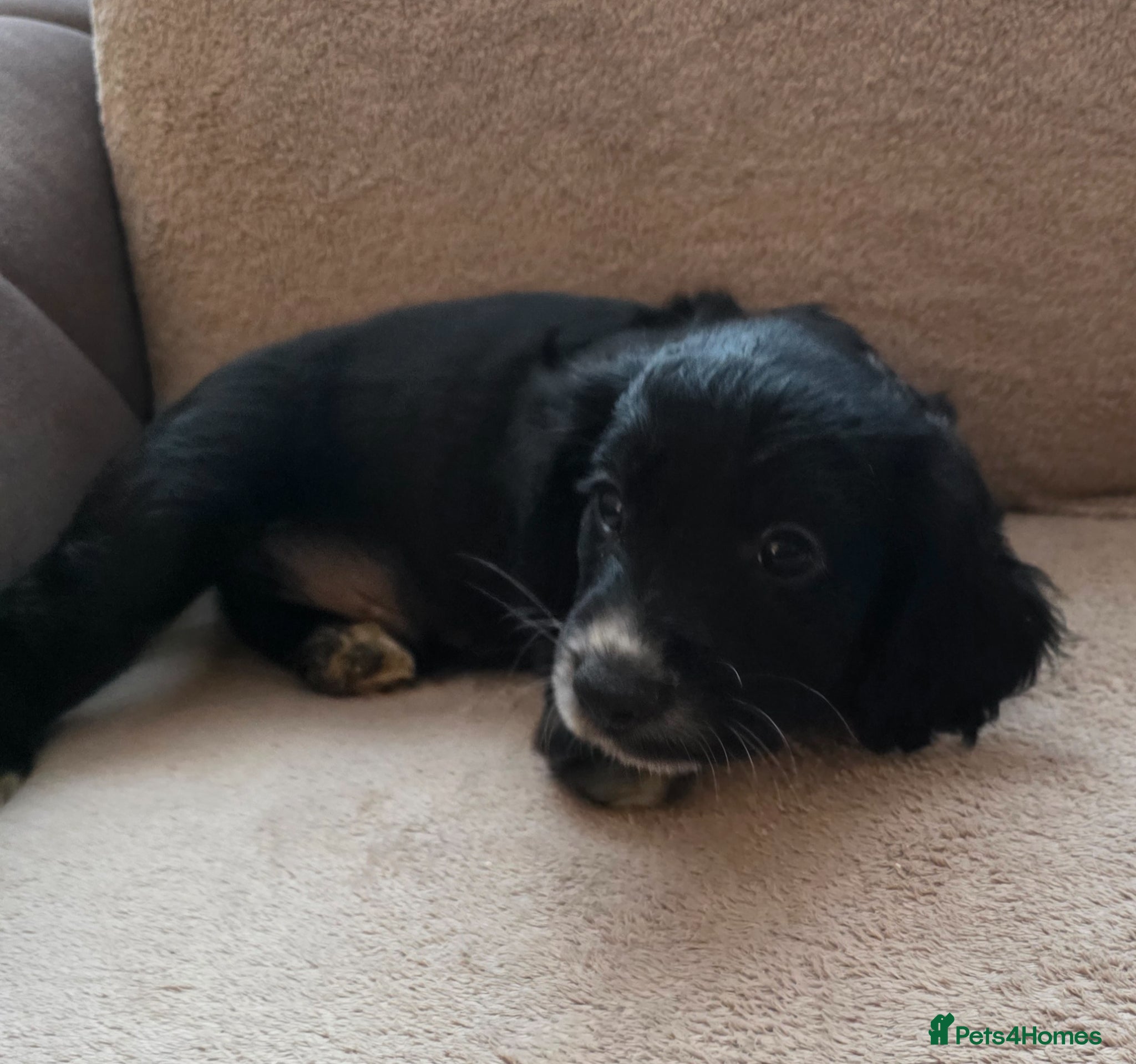 Cocker Spaniel dogs Last boy ready to leave  - Advert 2