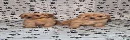 Cavapoo dogs for sale: Dna Health Tested F1 Cavapoo puppies - Advert 10