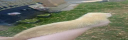 Ferret rodents for sale: Beautiful Ferret Kits for sale  - Advert 32