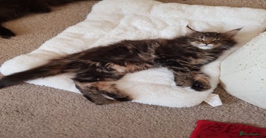 Maine Coon cats Maine coon kittens ready now  - Advert 1