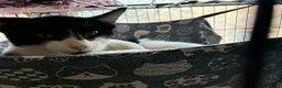 Mixed Breed cats for sale: Male kitten around 5-6monthes - Advert 2