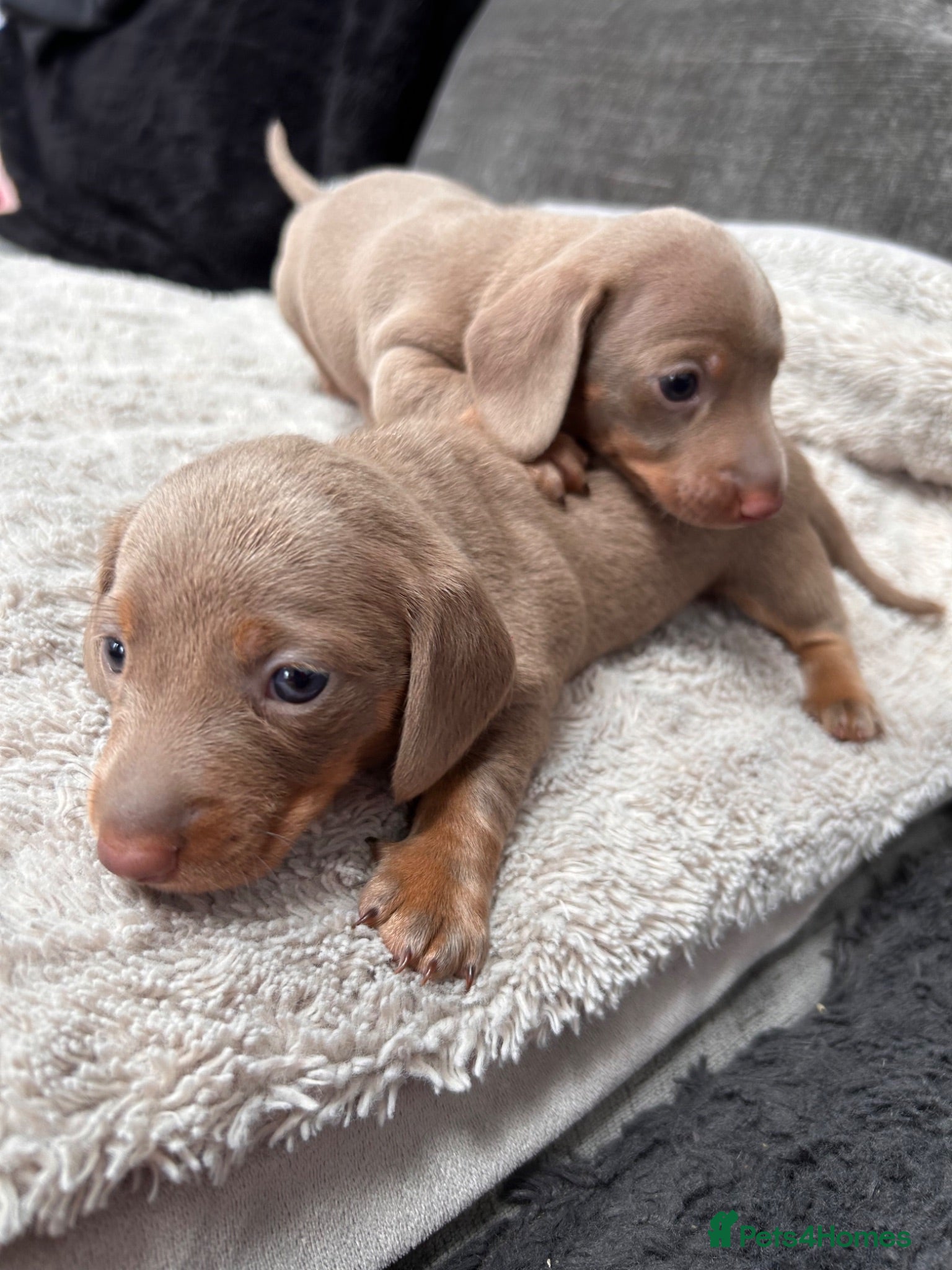 Miniature Dachshund dogs Unique Minature Dachsunds Puppies  - Advert 15