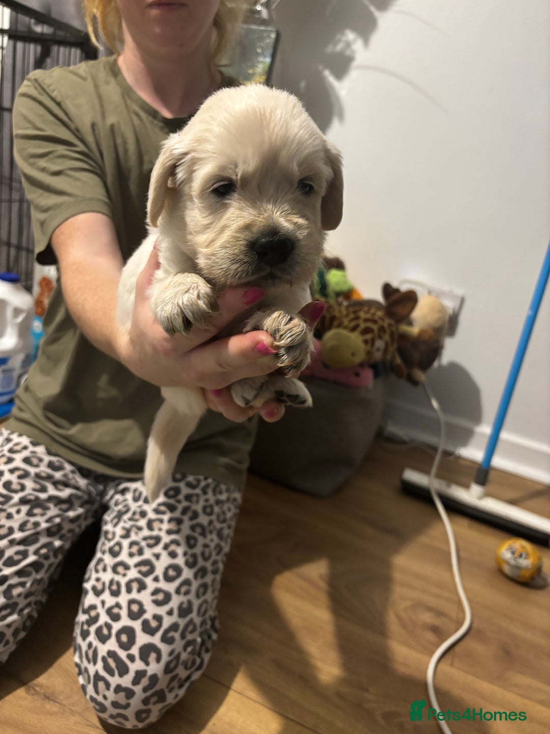 Golden Retriever dogs for sale: Golden Retriver puppies  - Advert 3