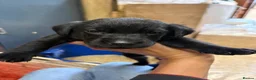 Labrador Retriever dogs for sale: The Loveliest Little Black Lab Boy  - Advert 5