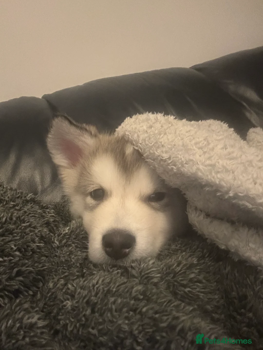 Alaskan Malamute dogs for sale: Alaskan malamute boy - Advert 6