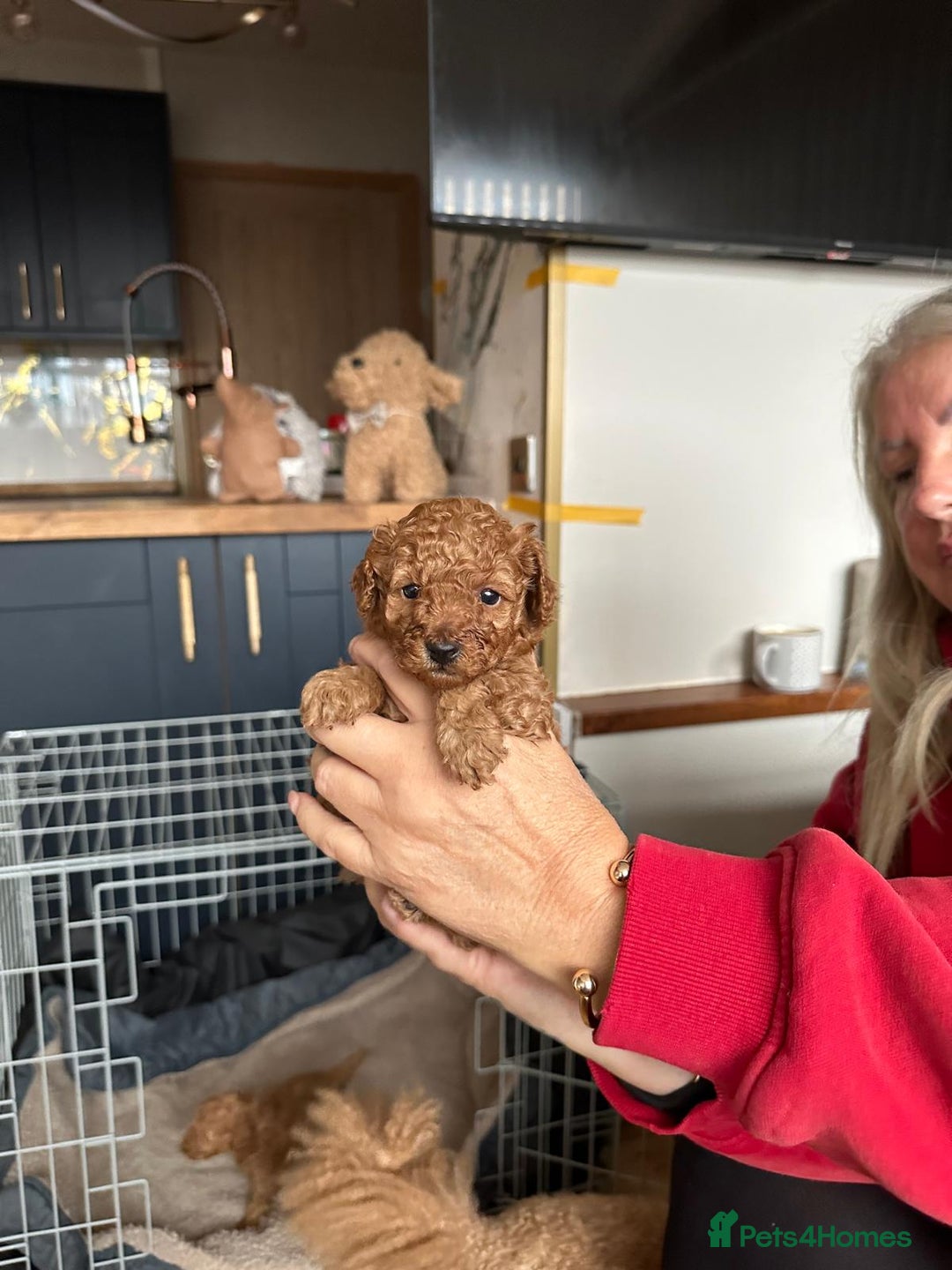 Toy Poodle dogs for sale: Toy poodles, both parents kc reg, 5 generations  - Advert 4