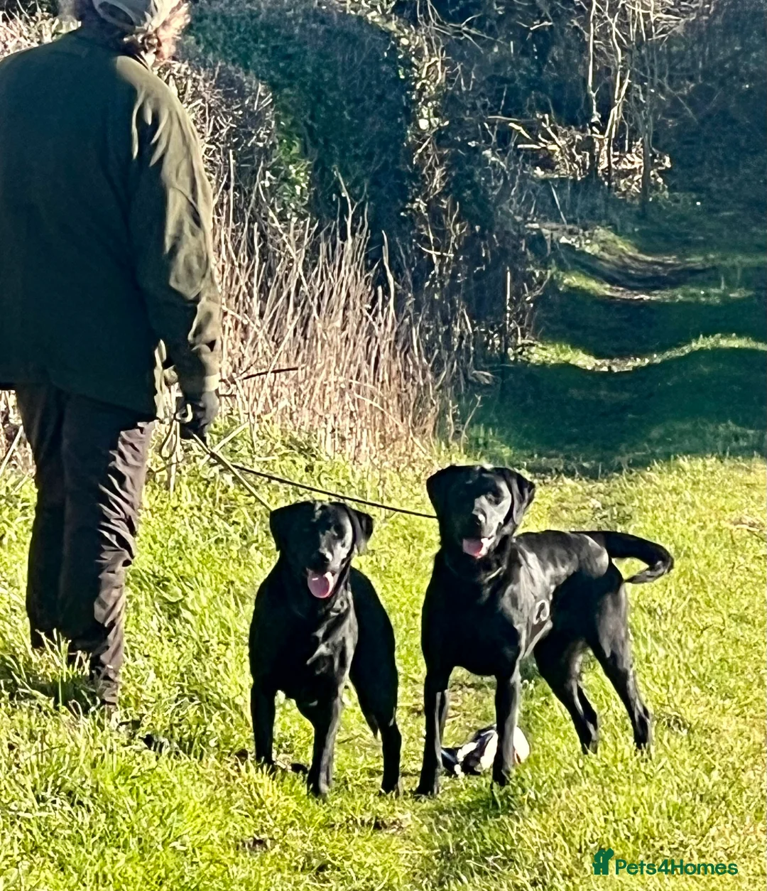 Labrador Retriever dogs for sale: KC Labrador Pups Chunky Traditional  Working - Advert 30