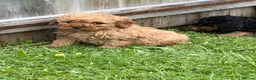 Cockapoo dogs for sale: Stunning cockapoo puppies ready now 😘❤️ - Advert 5