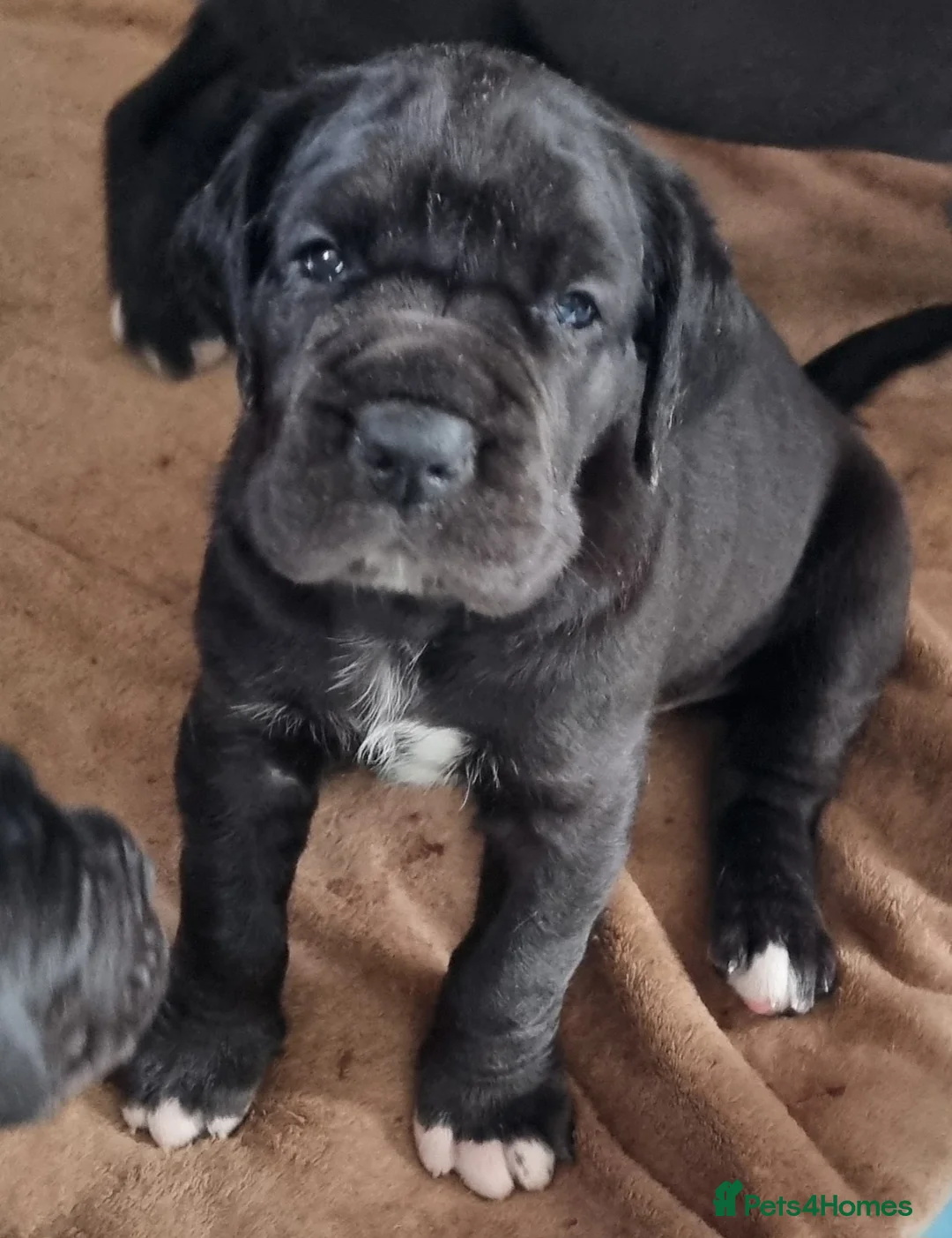 Great Dane dogs for sale: Kc reg extensuvely health tested parents - Advert 1