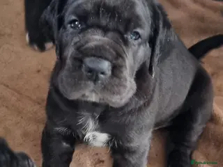 Great Dane dogs Kc reg extensuvely health tested parents - Advert 7