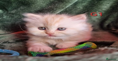 Scottish Fold cats - Advert 4