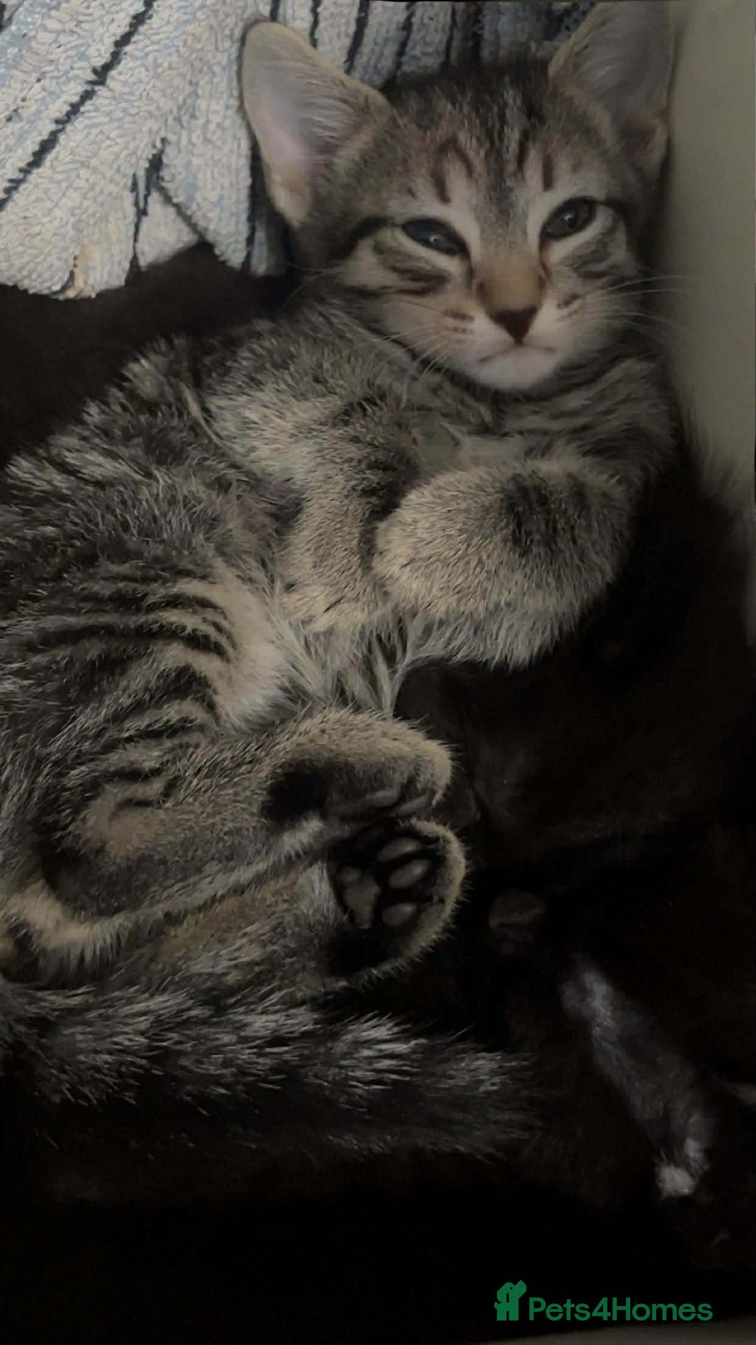 Mixed Breed cats for sale: Beautiful Kittens Looking for Loving Homes 🐾 - Advert 10