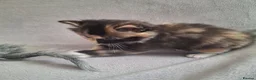 Domestic Shorthair cats for sale: 2 kittens: 1 ginger male and 1 tortie girl - Advert 5