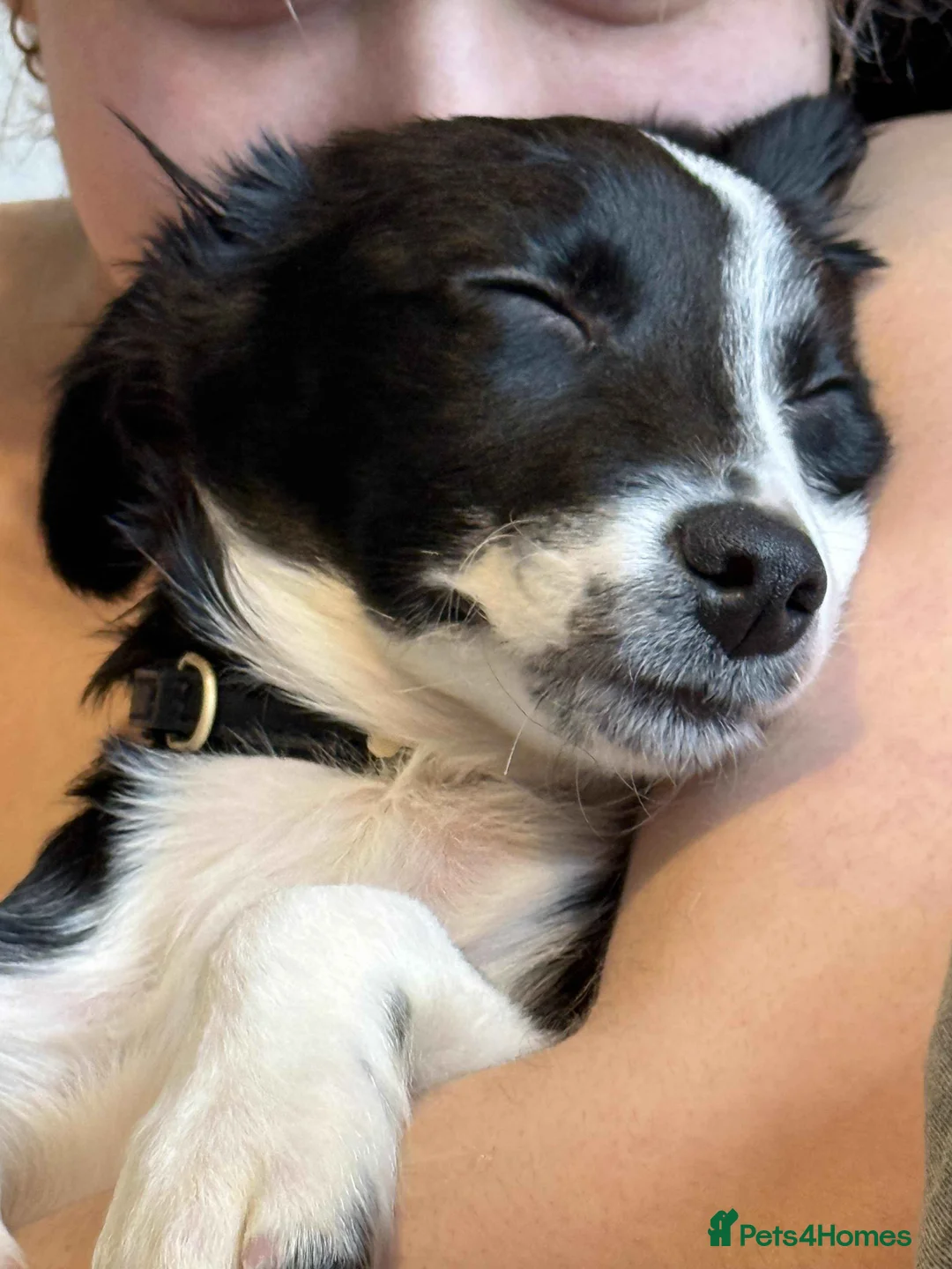 Mixed Breed dogs for sale: Mochi - 7 Month Old Collie/Cocker Mix Girl  - Advert 2