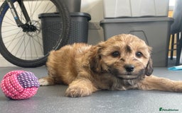 Cavapoochon dogs for sale: Beautiful Cavapoochon puppies for sale  - Image 7
