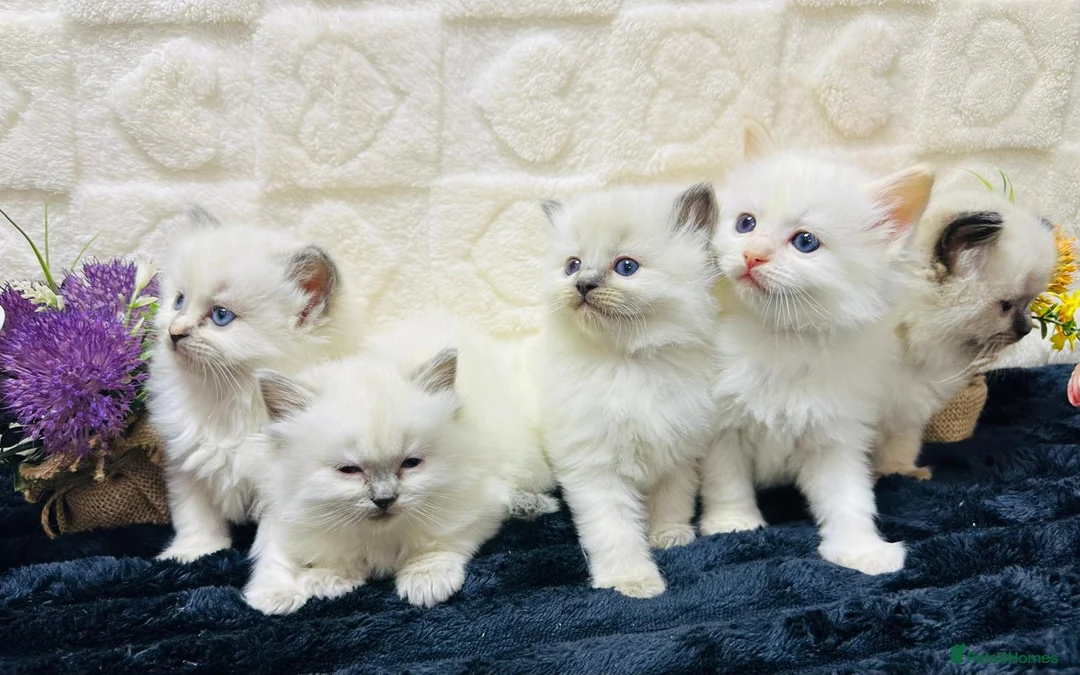 Ragdoll cats for sale:  Exceptional GCCF Registered Ragdoll Kittens   - Advert 1