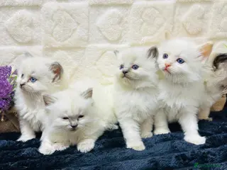 Ragdoll cats Exceptional GCCF Registered Ragdoll Kittens - Advert 1
