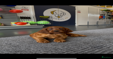 Irish Setter dogs - Advert 5