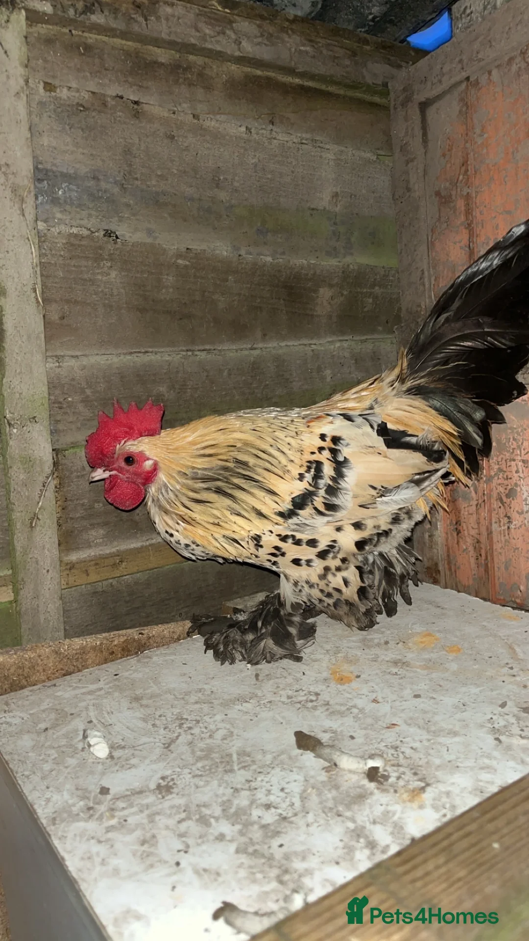 Chickens poultry for sale: BANTEM COCKEREL  - Advert 2