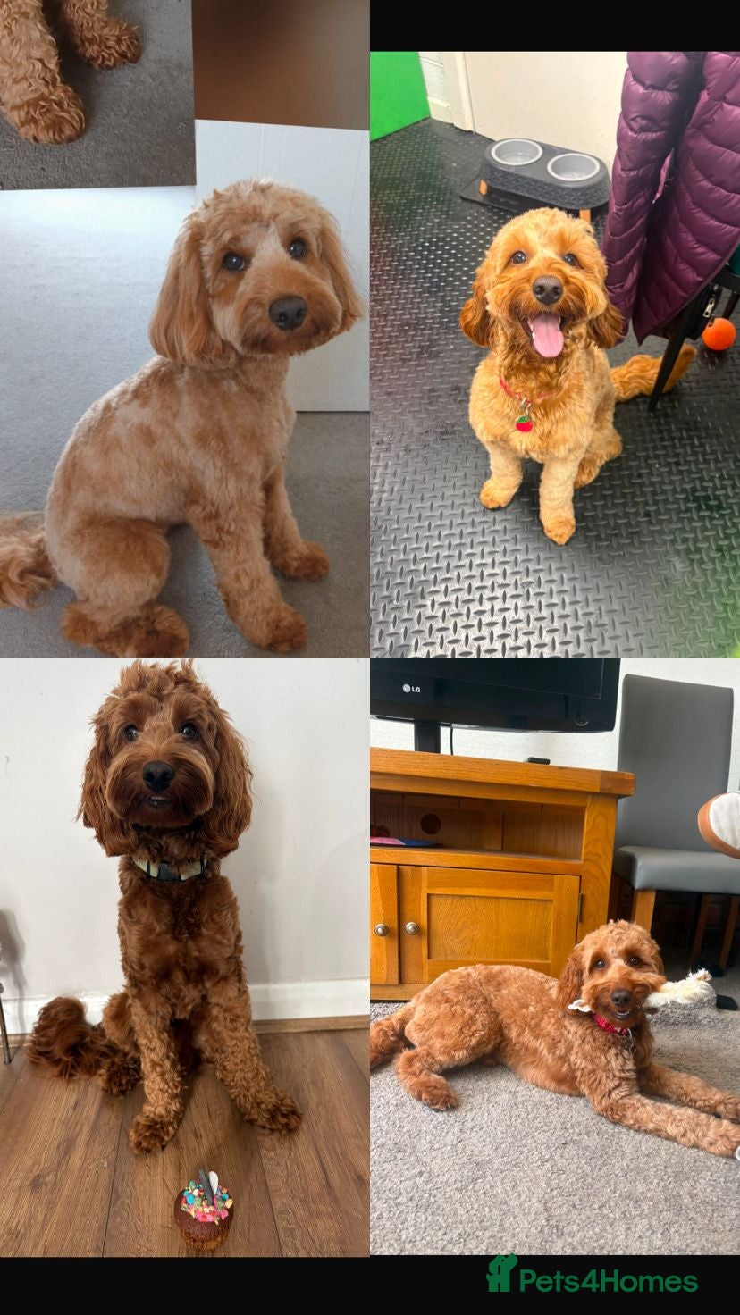 Cockapoo dogs Lady cockerpoos  - Advert 2