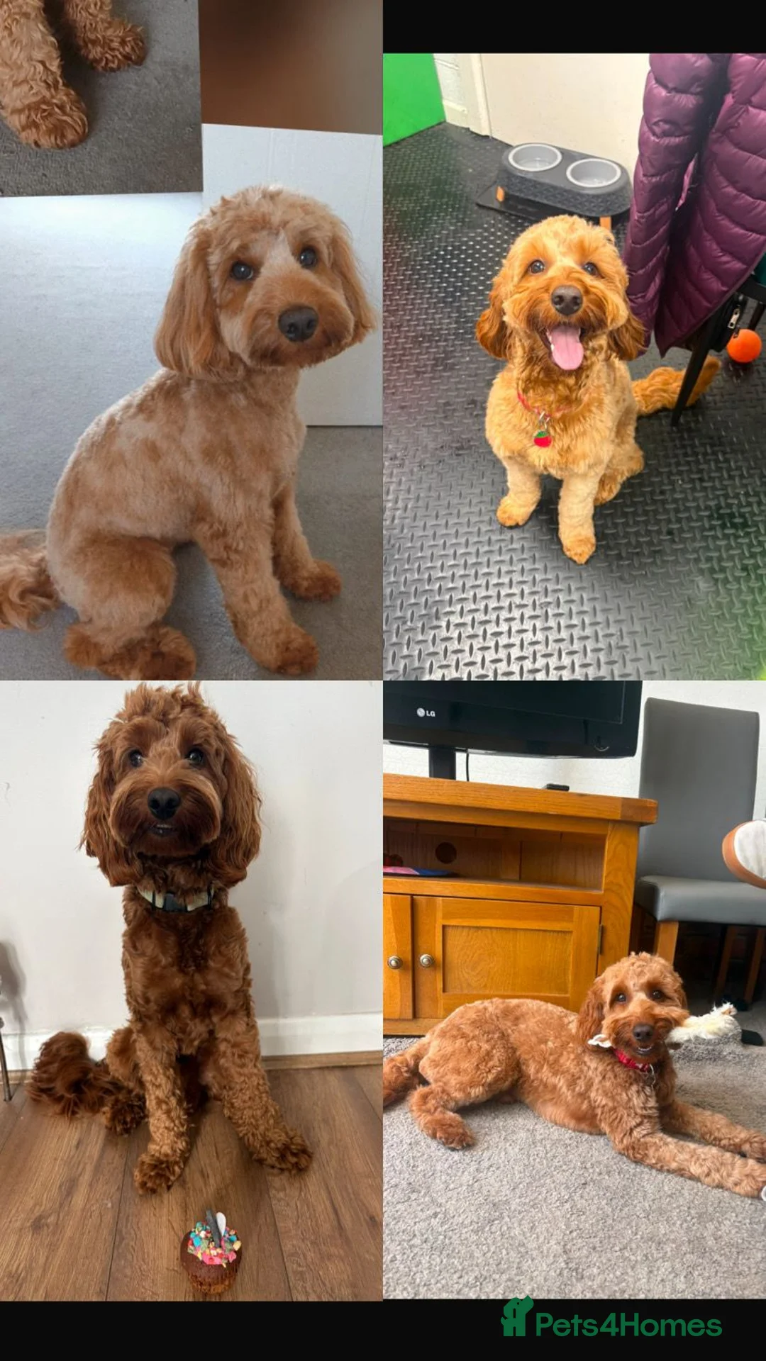 Cockapoo dogs for sale: Lady cockerpoos  - Advert 2
