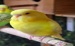 Budgerigars birds for sale: Young budgerigars for sale. - Image 6