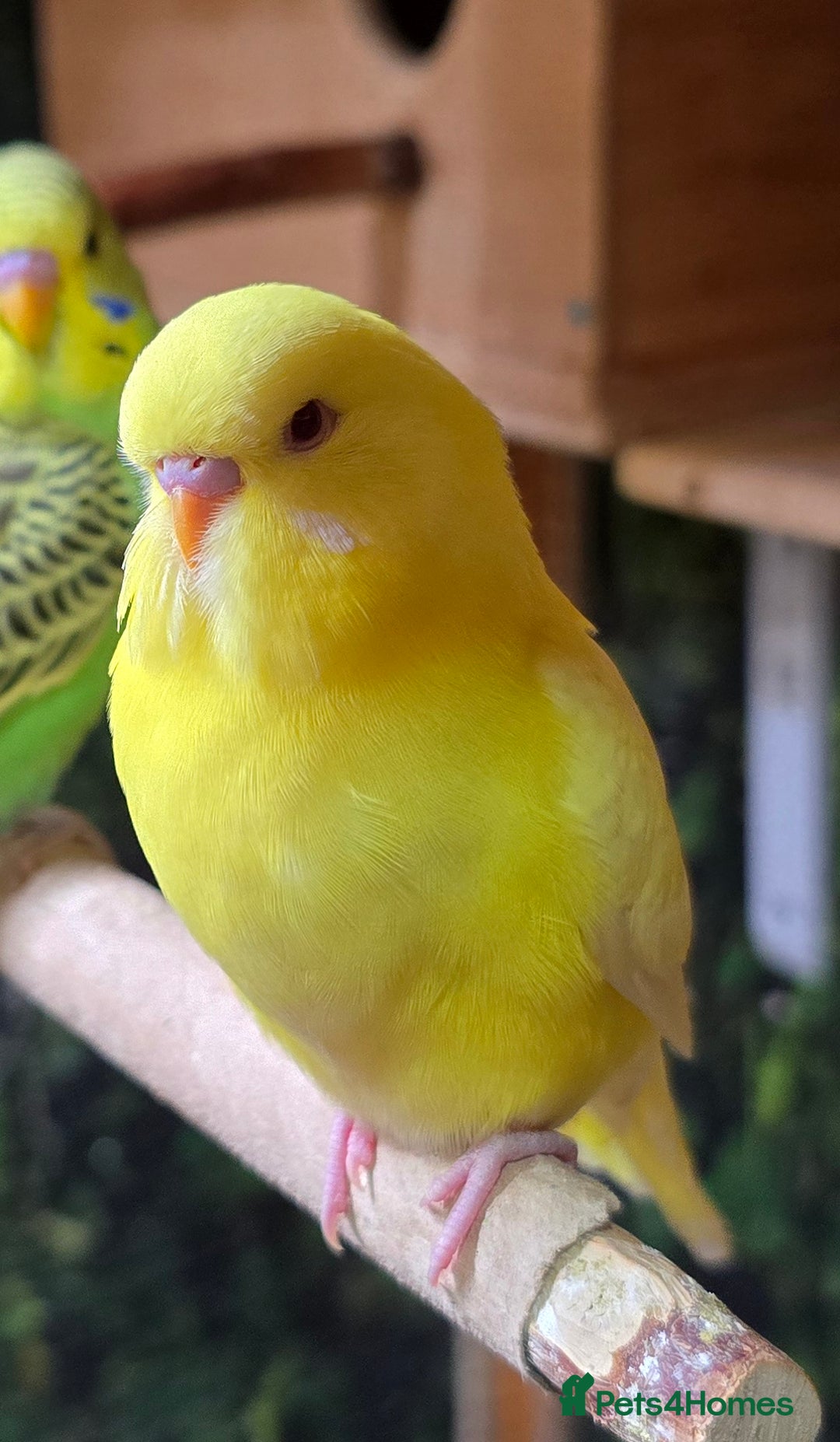 Budgerigars birds for sale: Young budgerigars for sale. - Image 6