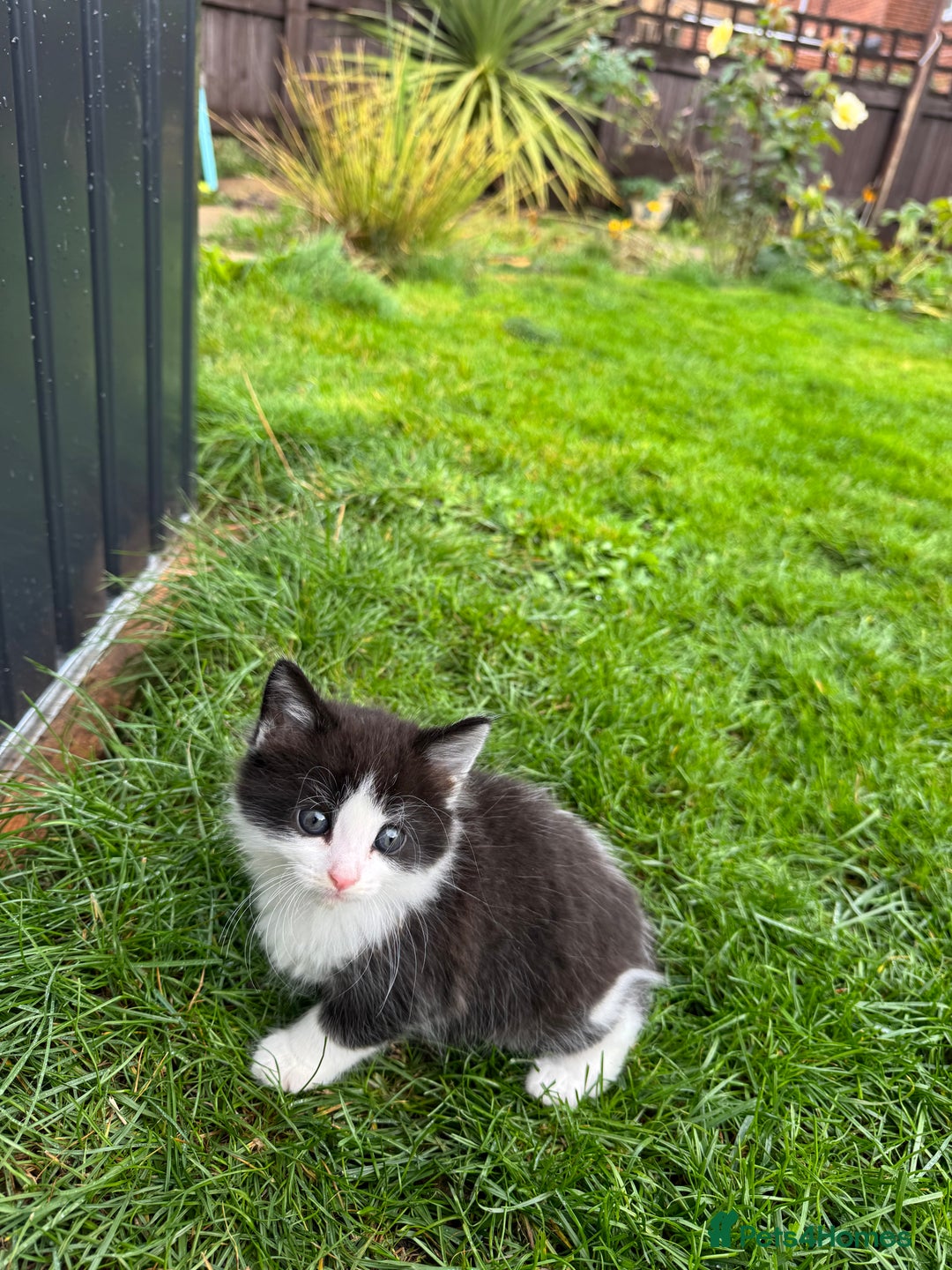 European cats for sale: Cat is looking for a new family  - Image 6
