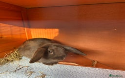 Mixed Breed rabbits for sale: Gorgeous rabbit with hutch  - Image 1