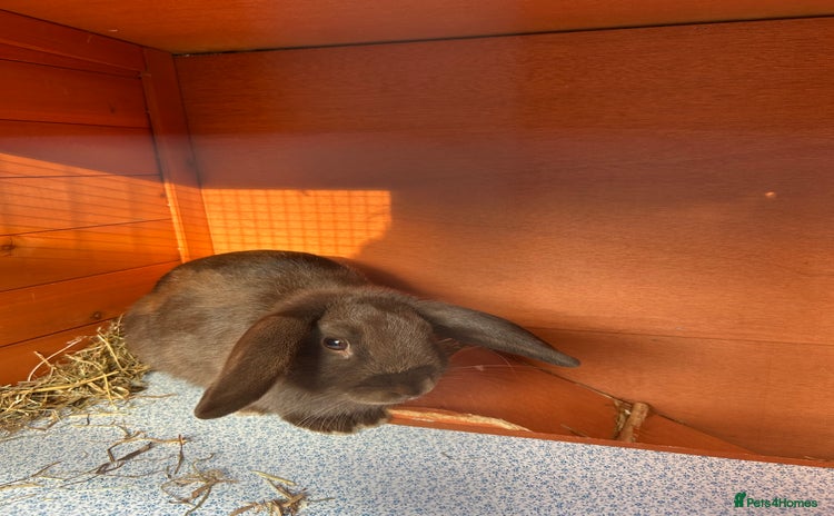Mixed Breed rabbits - Advert 1