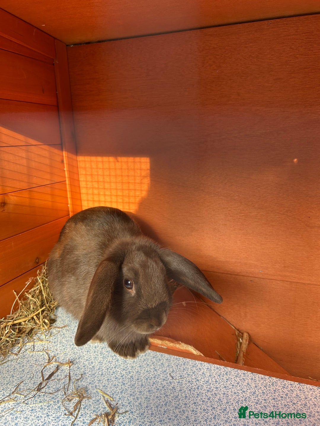 Mixed Breed rabbits for sale: Gorgeous rabbit with hutch  - Image 1