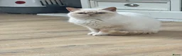 British Shorthair cats for sale: Entire cream colourpoint male BSH  - Advert 3