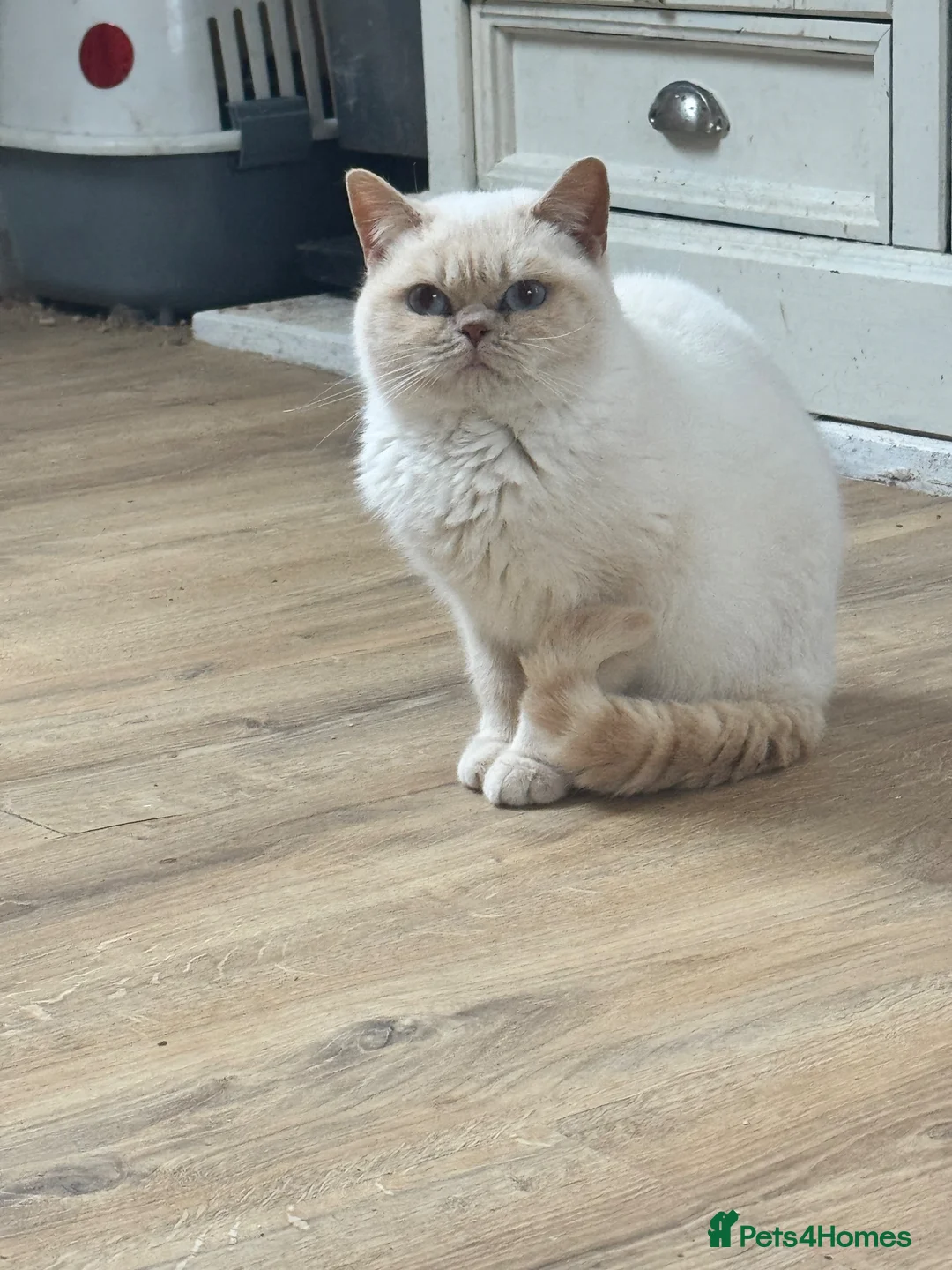 British Shorthair cats for sale: Entire cream colourpoint male BSH  - Advert 3
