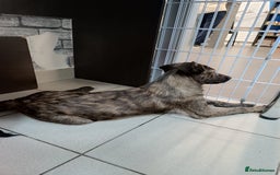 Mixed Breed dogs for adoption: 💙🐶 MILO 🐶💙 - Image 12