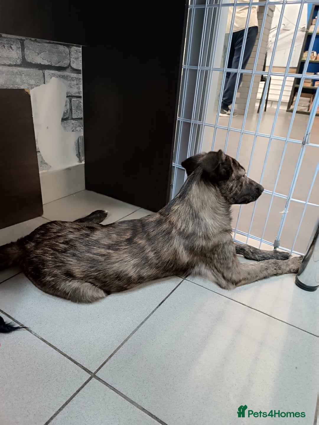 Mixed Breed dogs for adoption: 💙🐶 MILO 🐶💙 - Image 12
