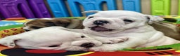 English Bulldog dogs for sale: ** PUREBRED STANDARD COLOUR BULLDOG PUPPIES** - Advert 31