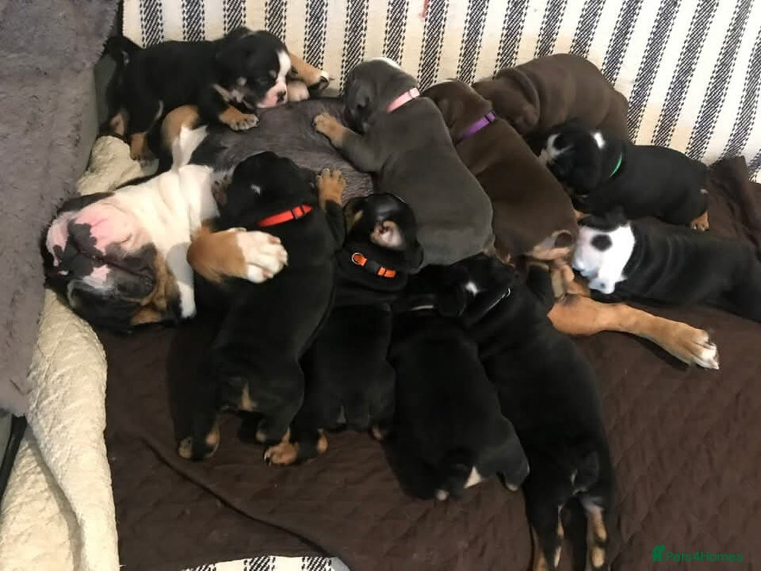 Olde English Bulldogge dogs for sale: Olde english bulldogge puppies  - Advert 8