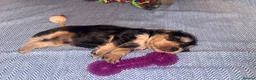 Cocker Spaniel dogs for sale: KC registered Black & Tan Sable Boy 🩵 - Advert 16