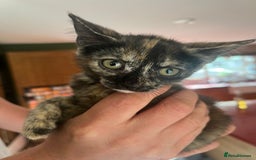 Mixed Breed cats for sale: Three gorgeous female kittens - Image 4