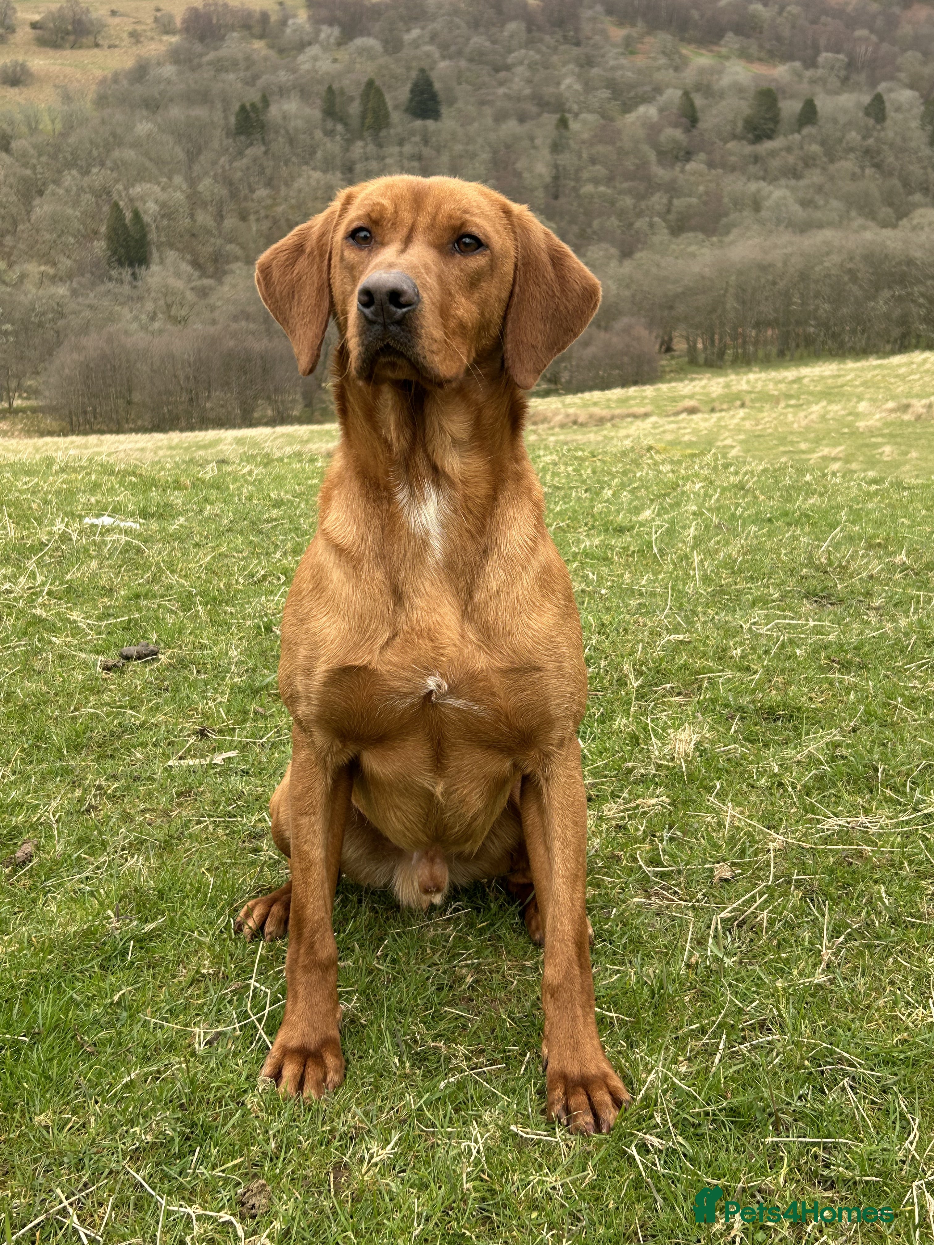 Labrador Retriever dogs Dark Fox Red Labrador Stud in Crieff - Advert 14
