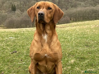 Labrador Retriever dogs in Crieff - Advert 33